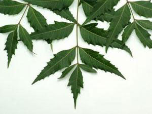 Manufacturers Exporters and Wholesale Suppliers of Neem Leaves Neemuch Madhya Pradesh